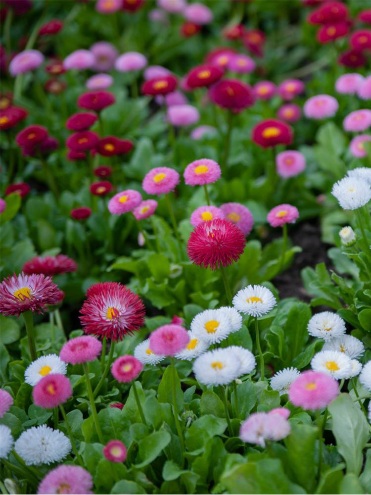 Bellis perennis 'Pomponette'