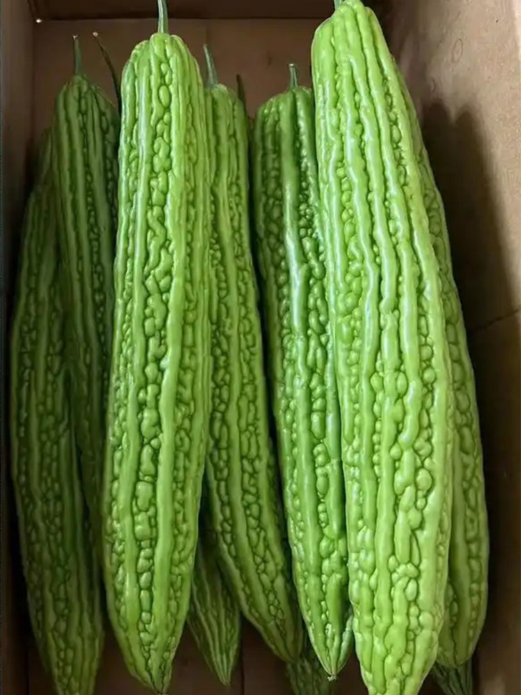 Silver Jubilee Pearl Bitter Gourd F1