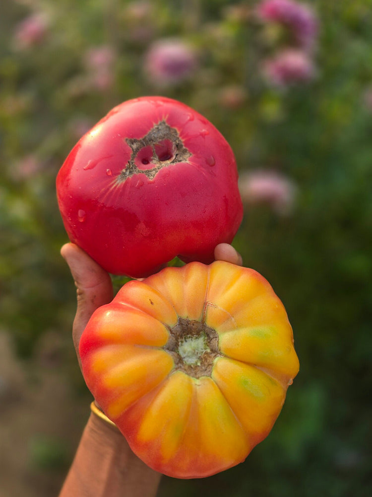 1013 Cherokee Purple Bicolor Tomato