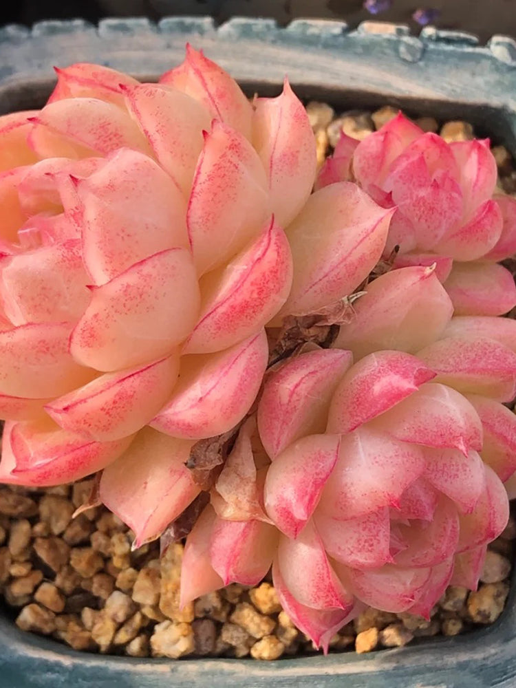 Echeveria cv. 'Red Queen'