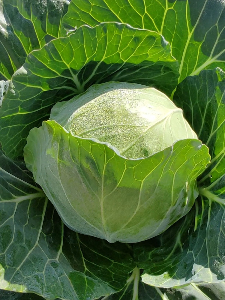 Cuixiaoluo Round Cabbage