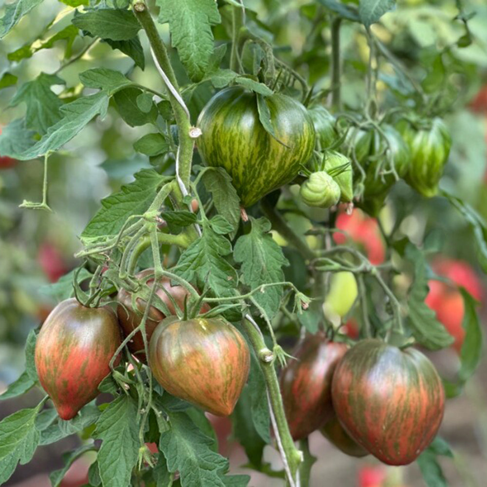 814 Purple Beauty Tomato