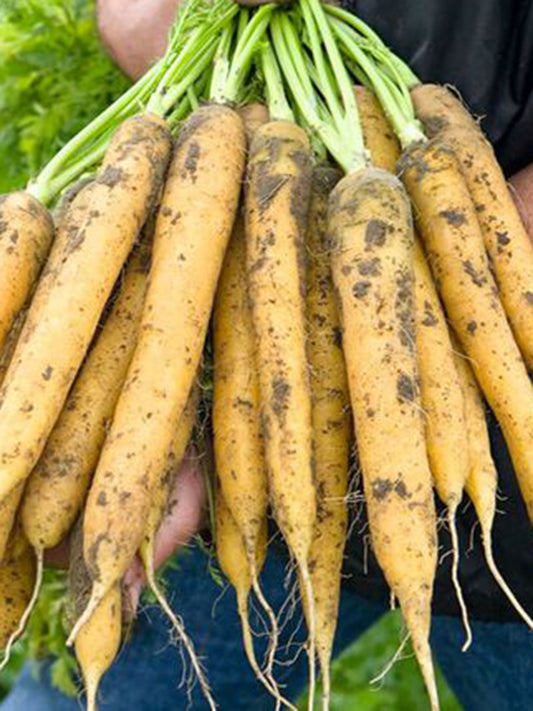 Dutch Yellowstone Carrot