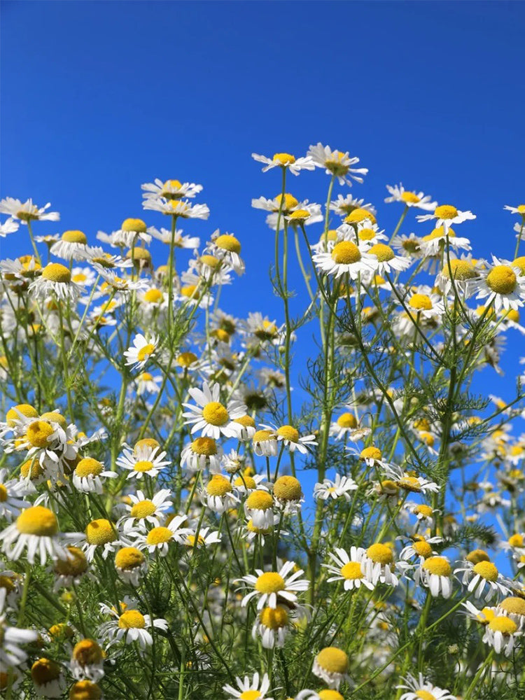 Hezhichun German Chamomile