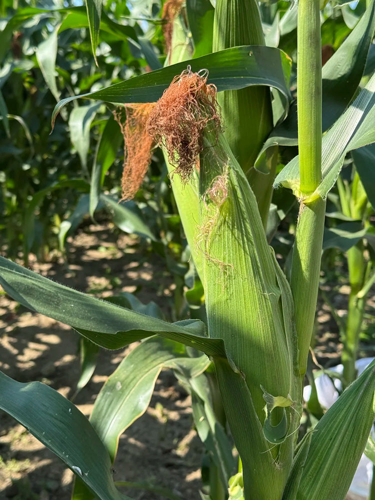 'Minuo 1157' F1 Yellow Waxy Corn