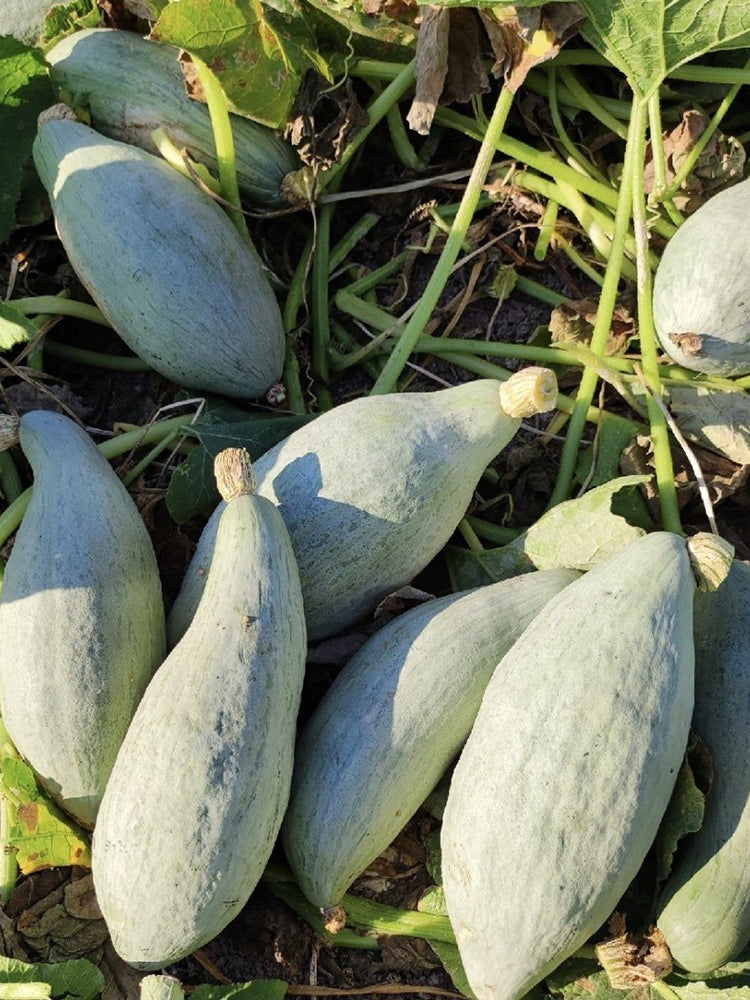 Golden Chestnut Noble Pumpkin