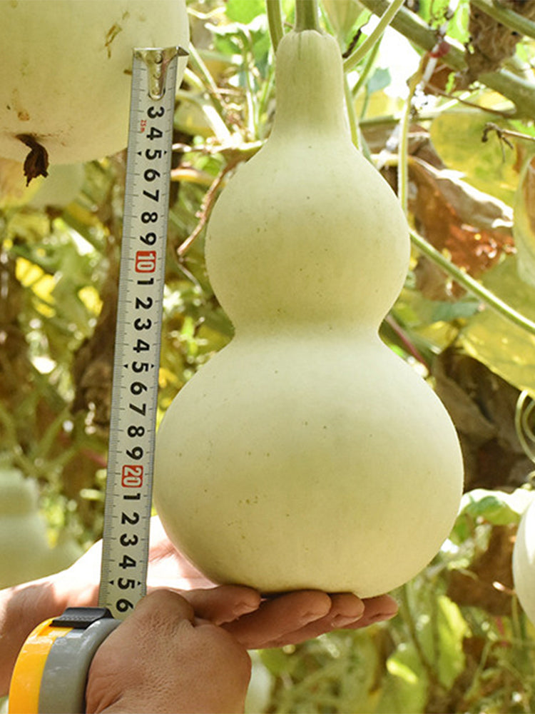 Hezhichun 'Slender Waist' Bottle Gourd