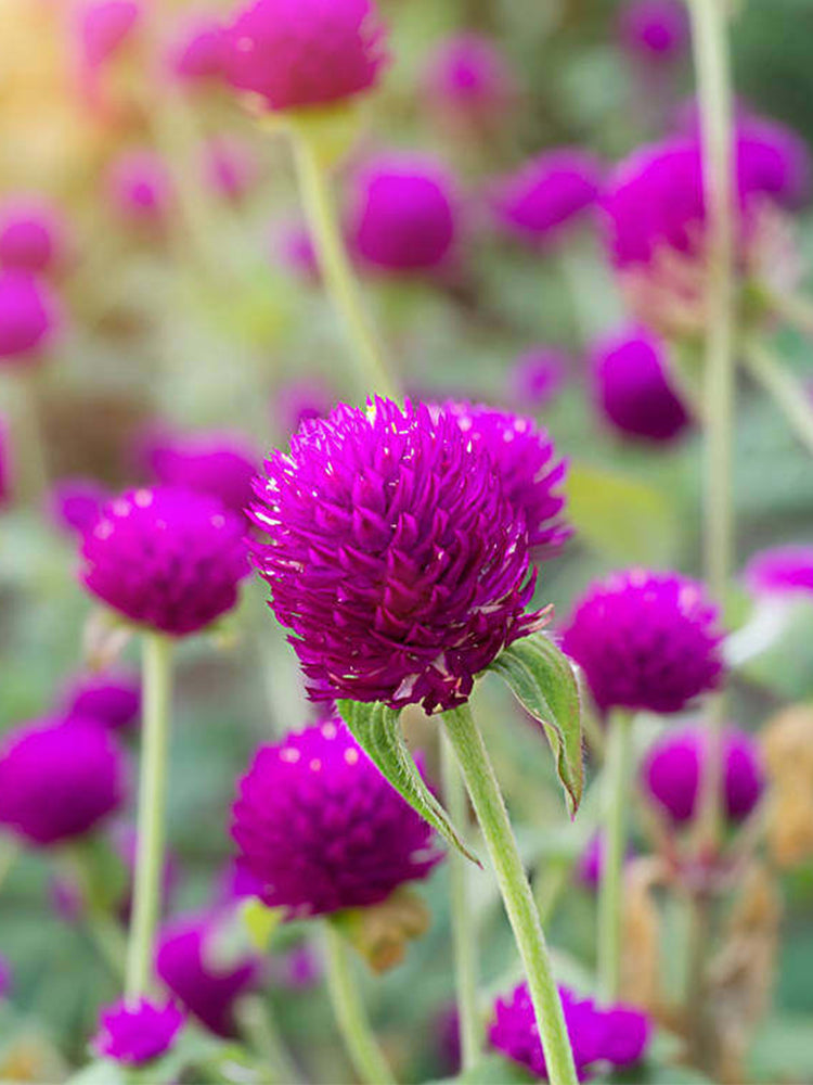 Hezhichun Purple Globe Amaranth