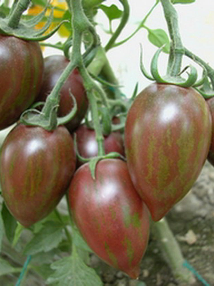 Royal Violet Cherry Tomato