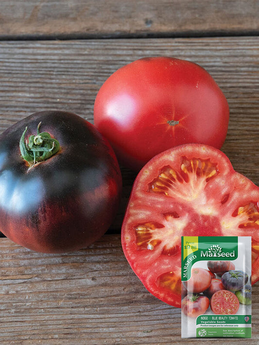 'Indigo Blue Beauty' Tomato