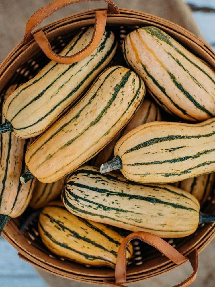 Honey Boat Squash