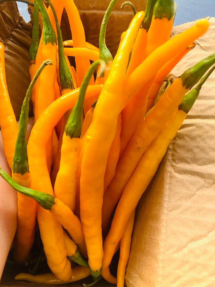 Golden Tribute Pepper