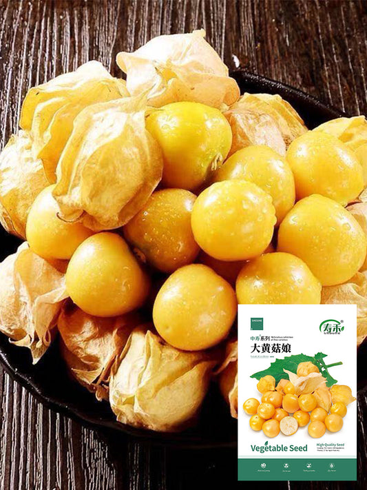 Ground cherry (Physalis pruinosa)