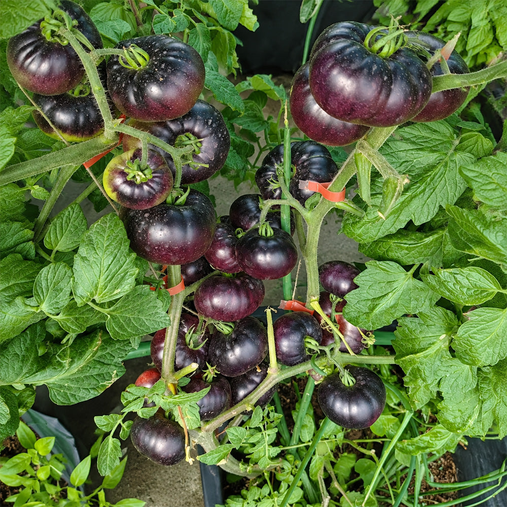 7 Azure Giant Tomato