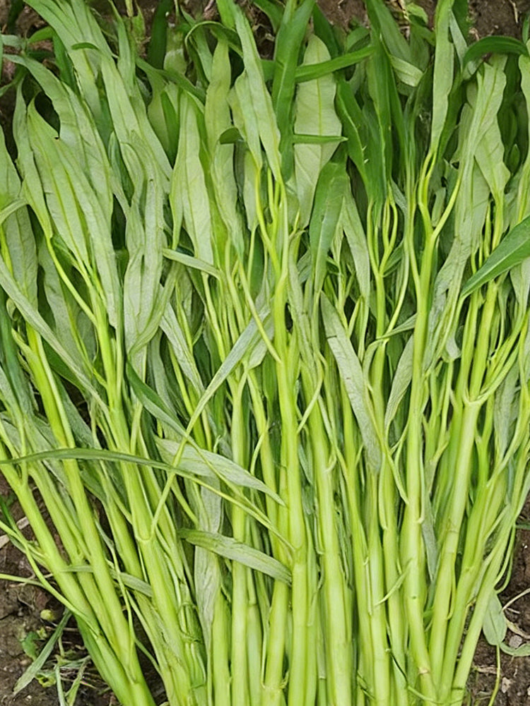 'Jiemei' Green-Stem Water Spinach