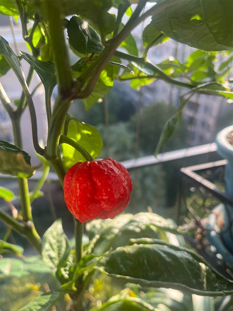 Dragon's Breath Pepper