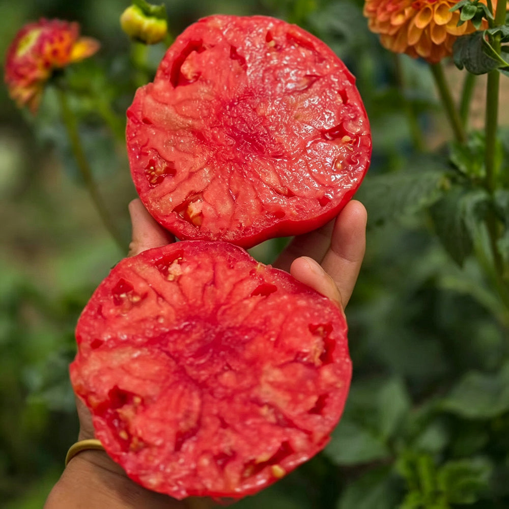816 Bulgarian Mountain Cap Tomato