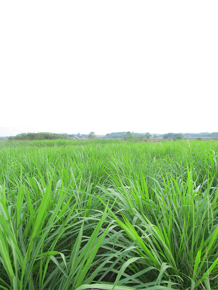 Green Joy Perennial Ryegrass