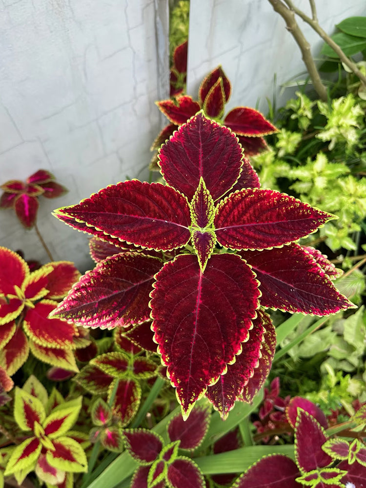 Garden Coleus Mixed
