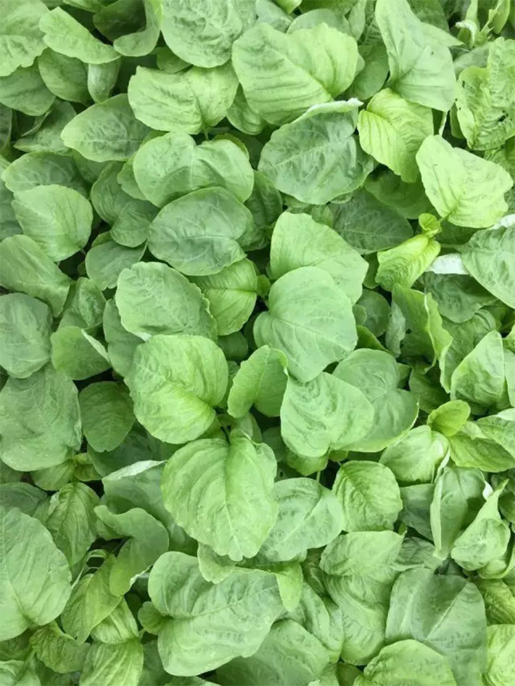 'Alishan' White Amaranth