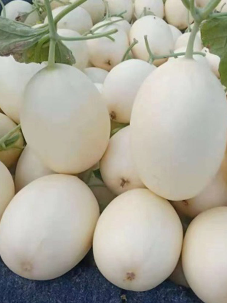 White Sweet Queen Melon