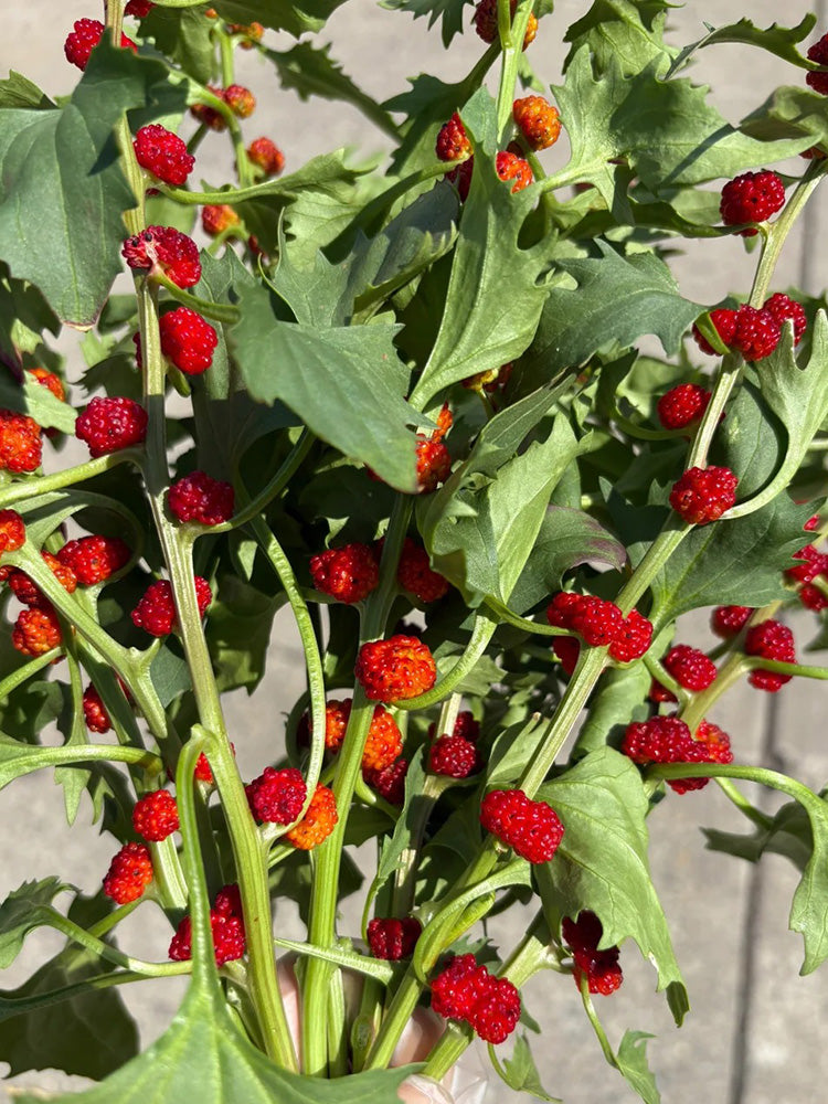 Strawberry Spinach