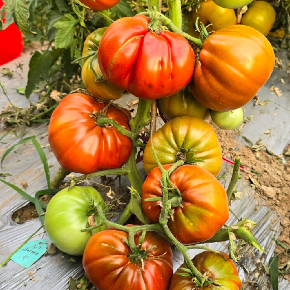 713 Jason 4 Tomato