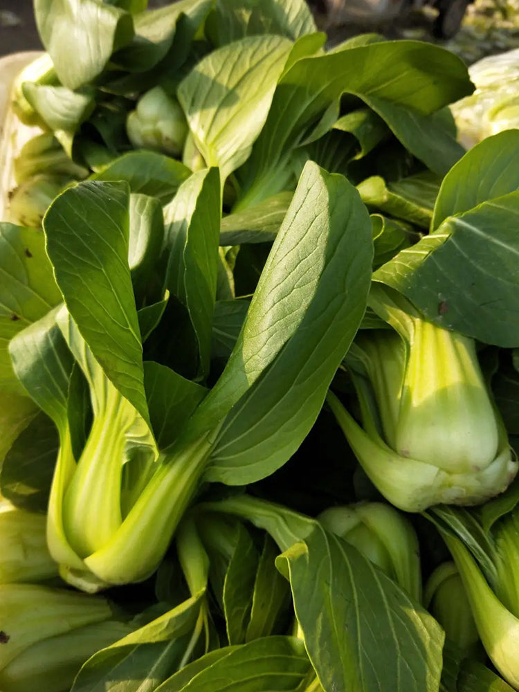 Qingjiang Sweet Pak Choi