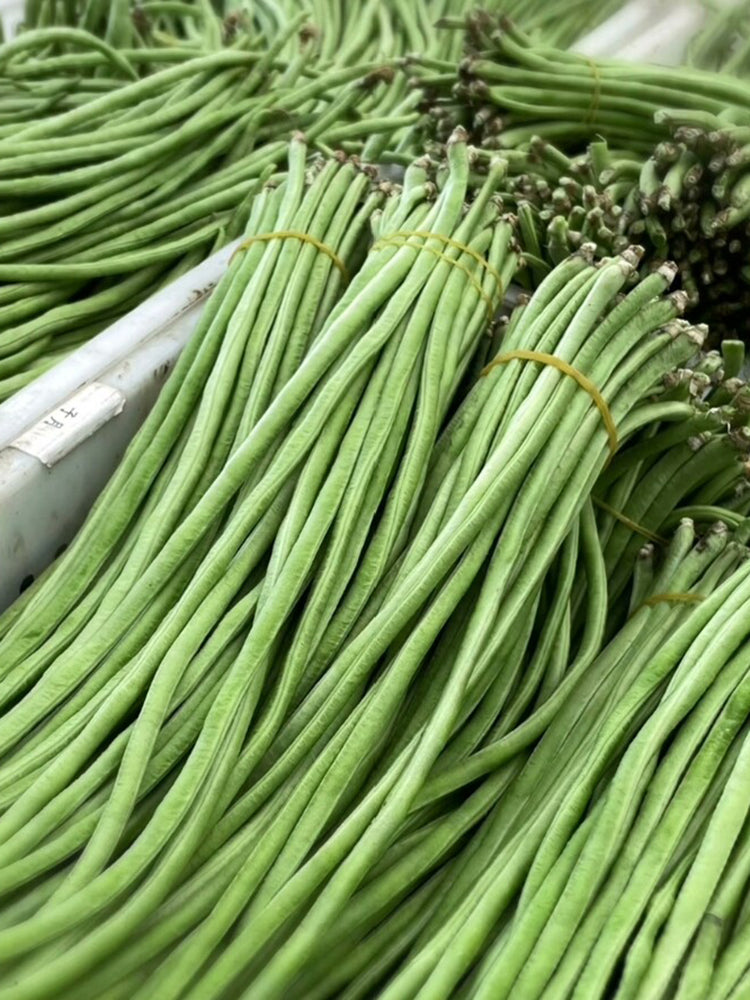 'Jiangshan Xiuli' Cowpea