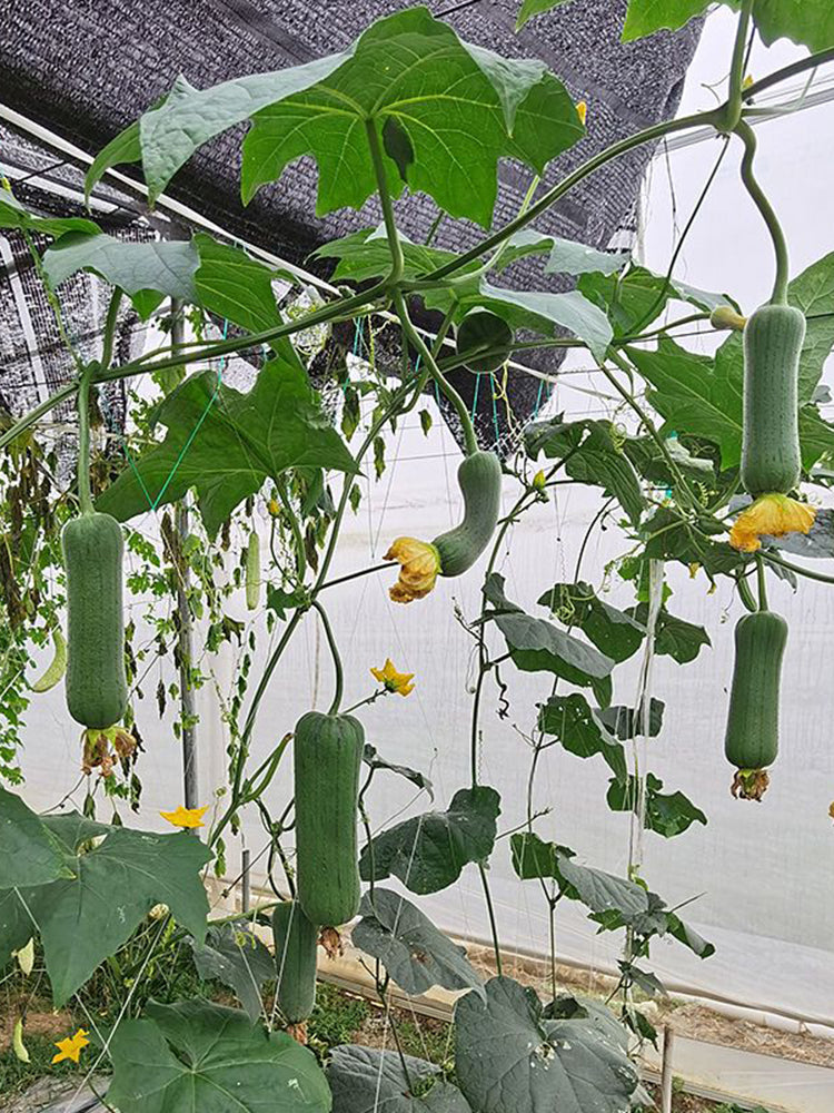 Yucui No.2 Large-Fleshed Luffa