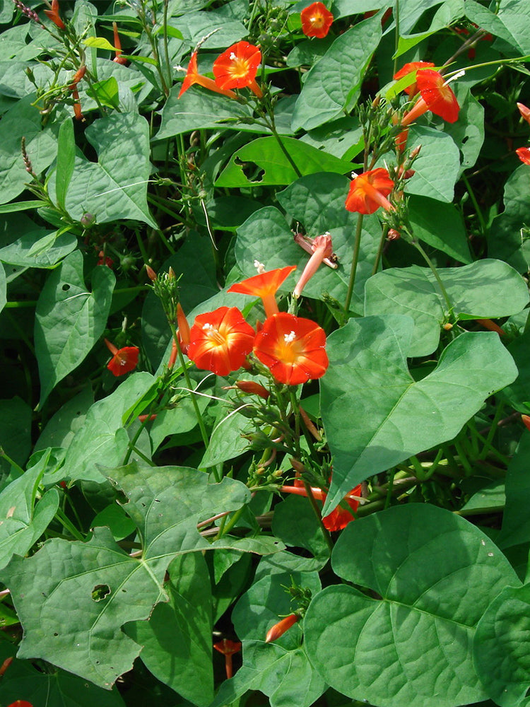 Hezhichun Cardinal Climber