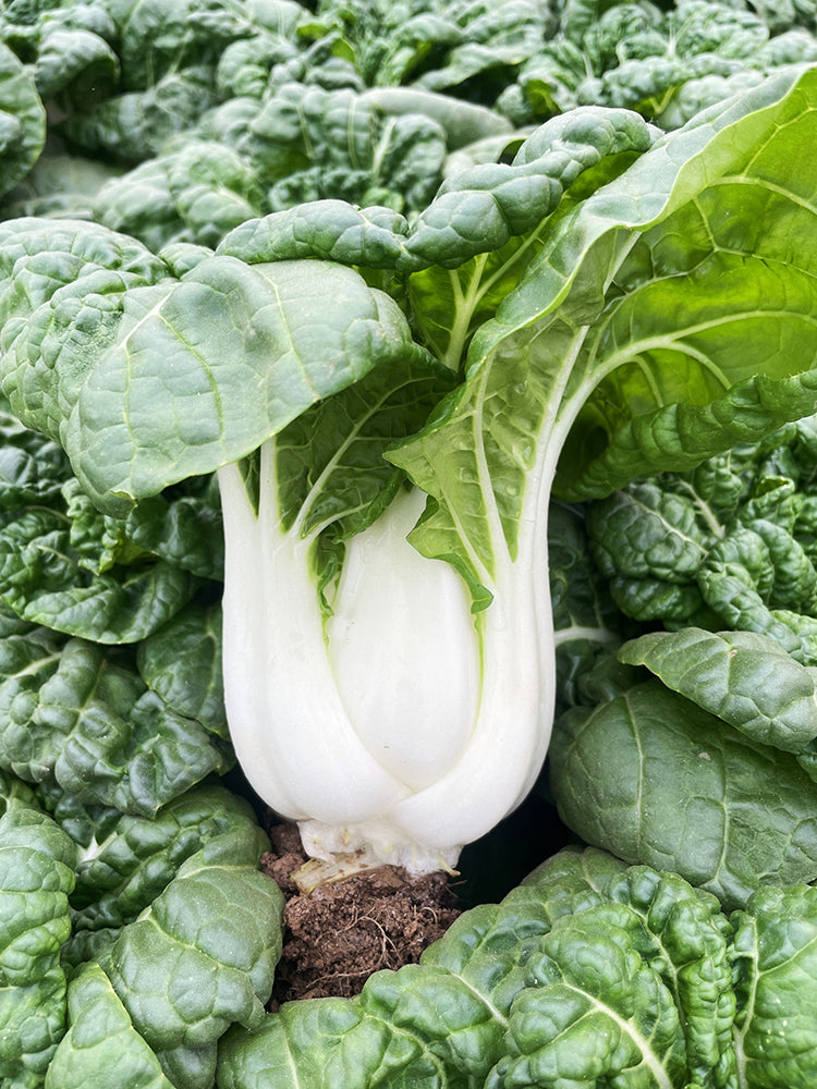 'Snowdrop No. 1' Milk Cabbage