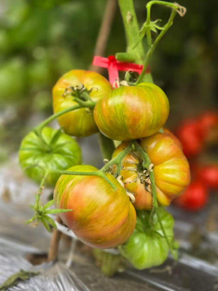 874 Lugtan Tomato