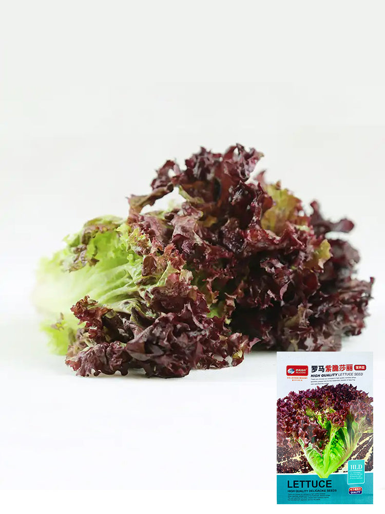 Red Leaf Romaine Lettuce
