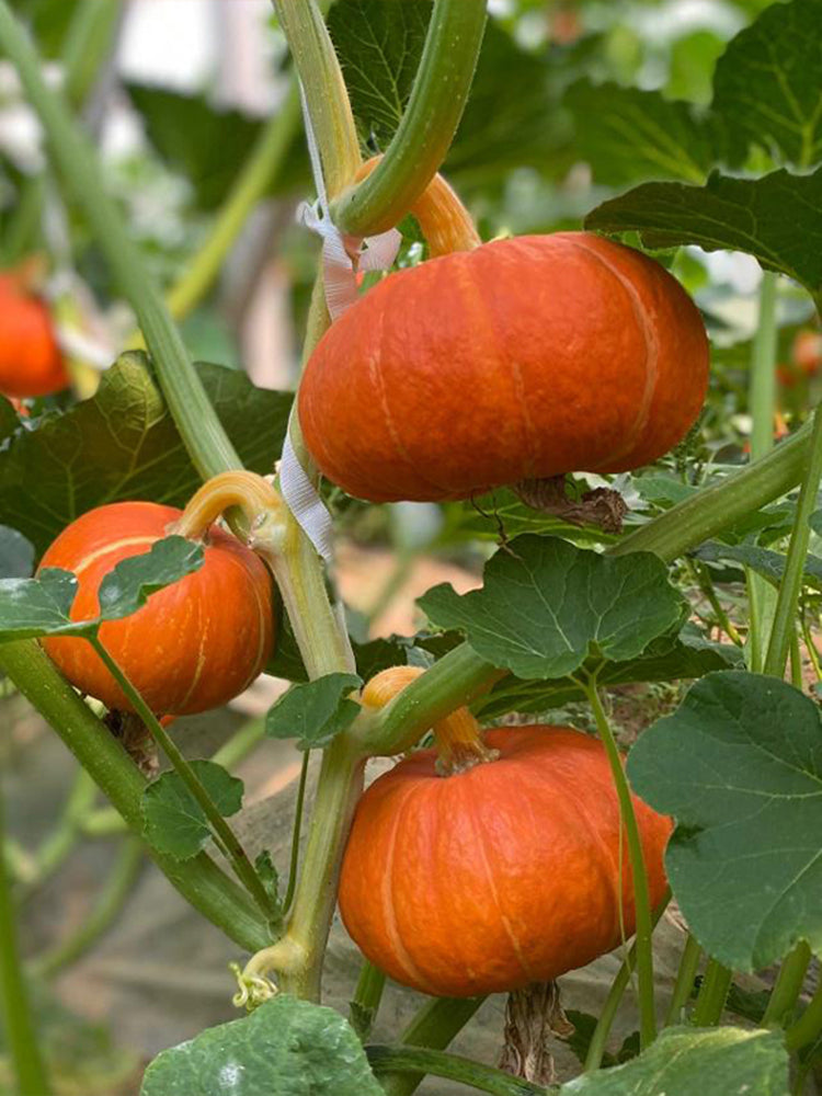 Red BeiBei Pumpkin