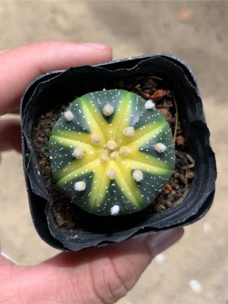 Astrophytum asterias Variegata