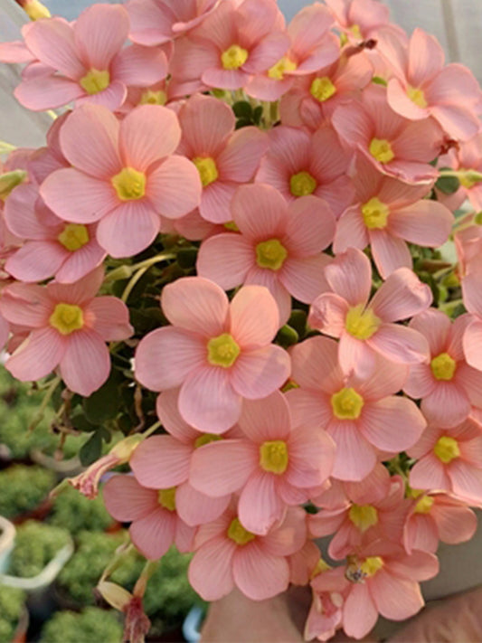 Oxalis convexula Series Bulbs
