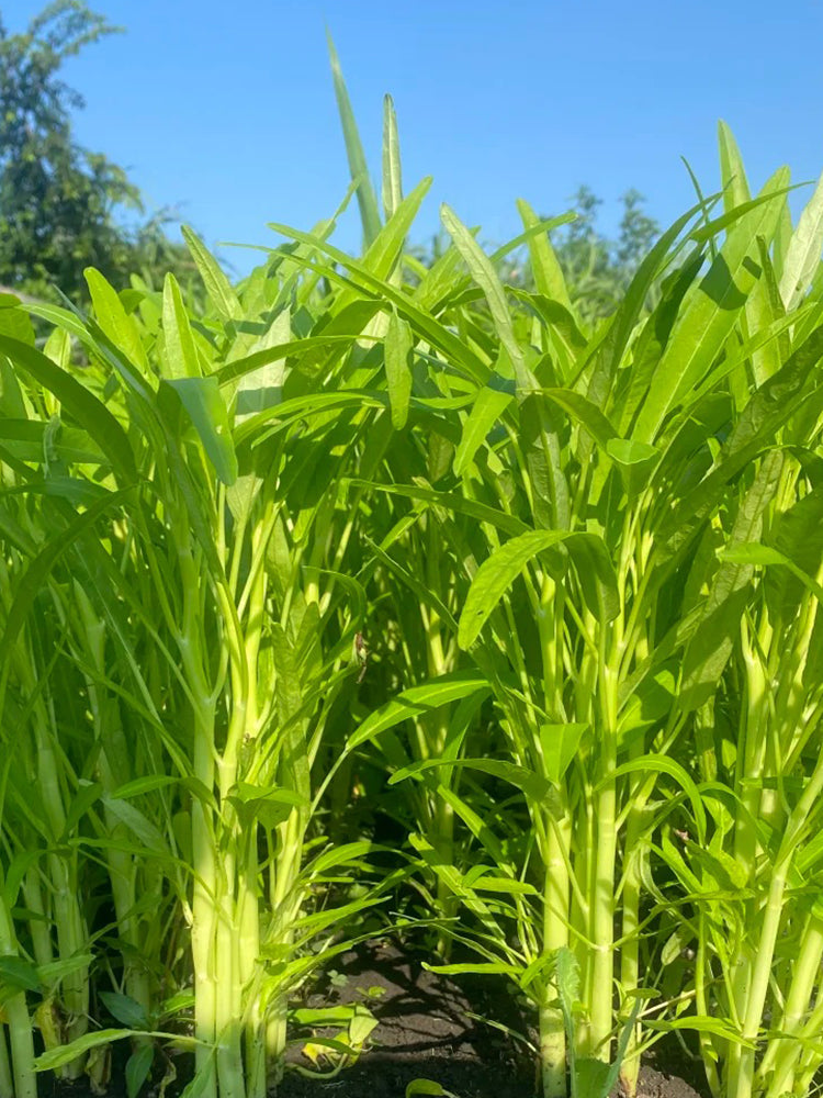 YuFeng No.6 Water Spinach