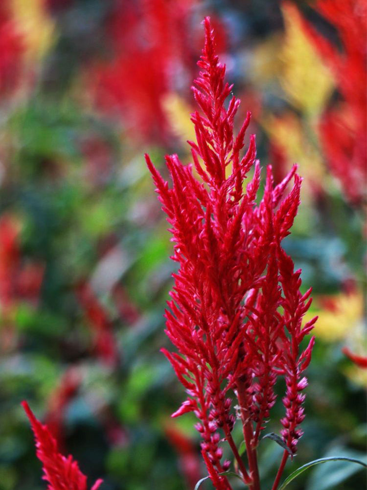 Hezhichun Red Feathered Cockscomb