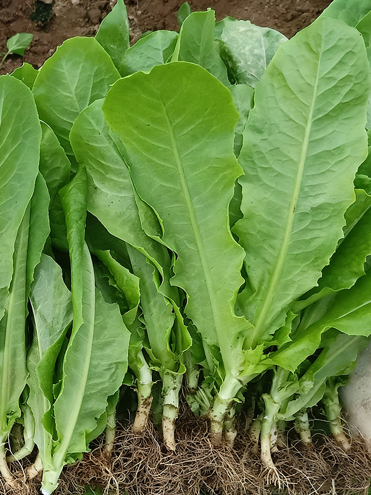Agricultural Research Round-Leaf Lettuce