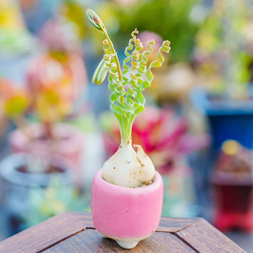 TD005 Albuca concordiana 'Guifei' Dormant Bulb