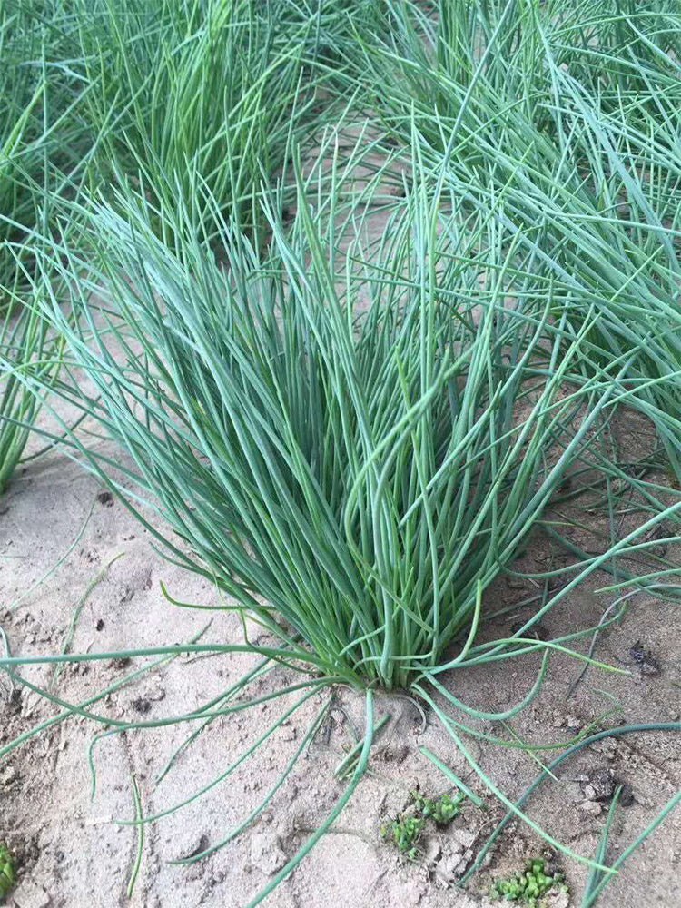 Minqin Sand Scallion (Allium mongolicum)