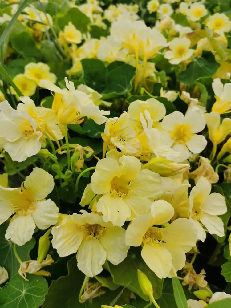 Hezhichun Yellow Nasturtium