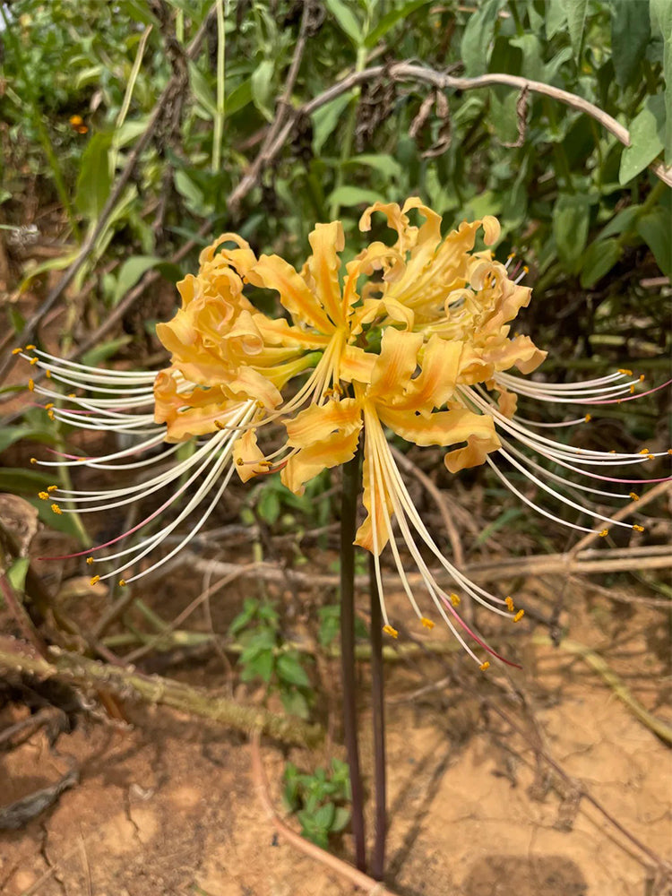 Lycoris 'Sweet Orange'