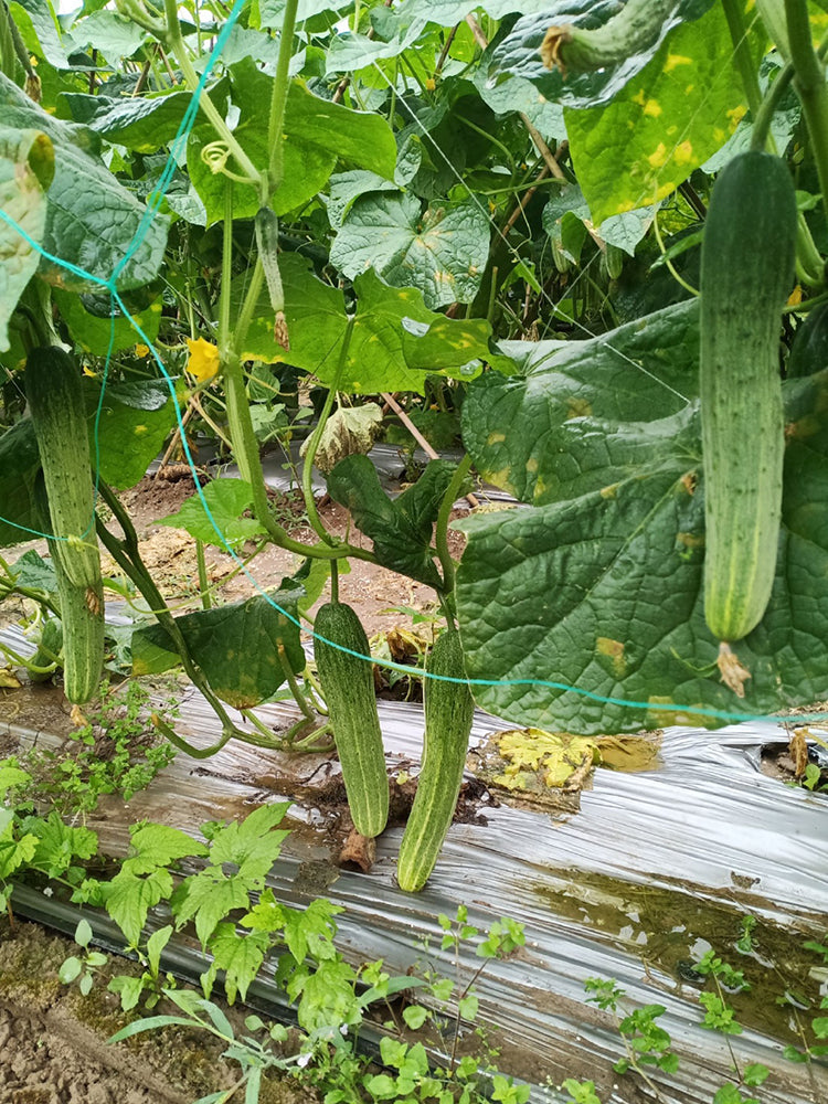 Yanbai No.3 Cucumber