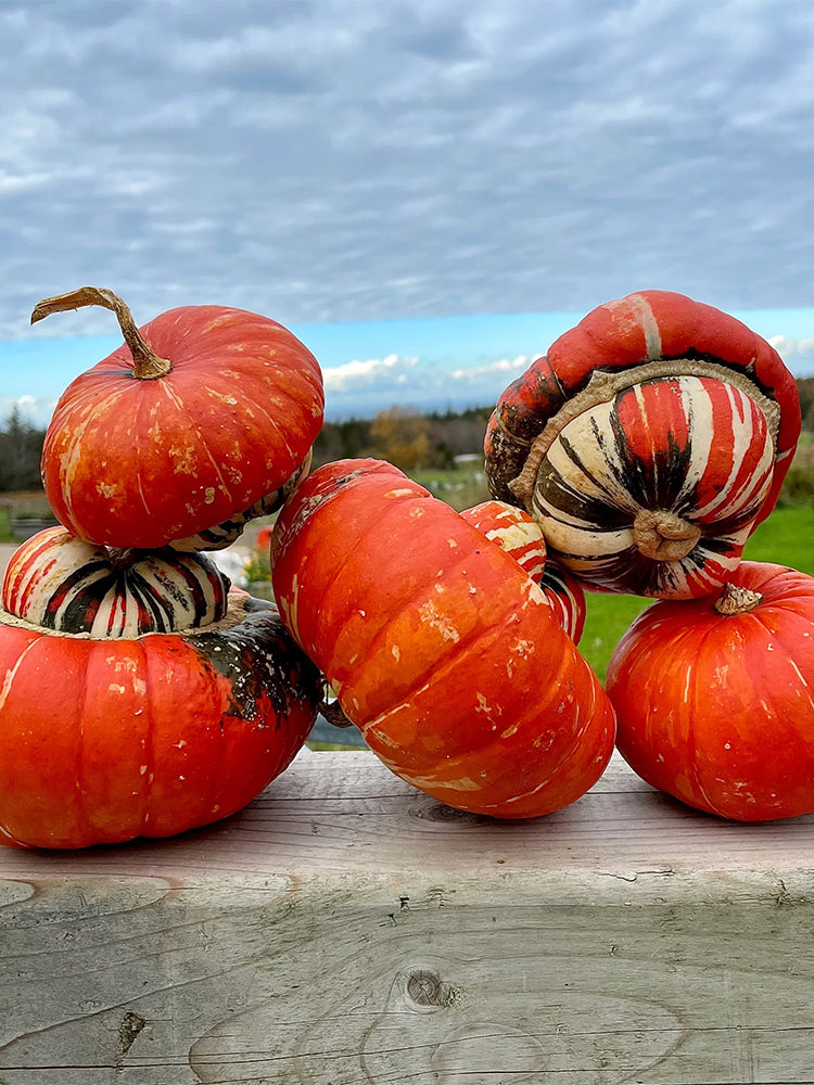 Hezhichun Turk's Turban Pumpkin