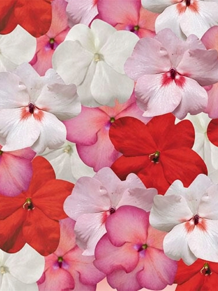 Salsa Mix Impatiens Walleriana
