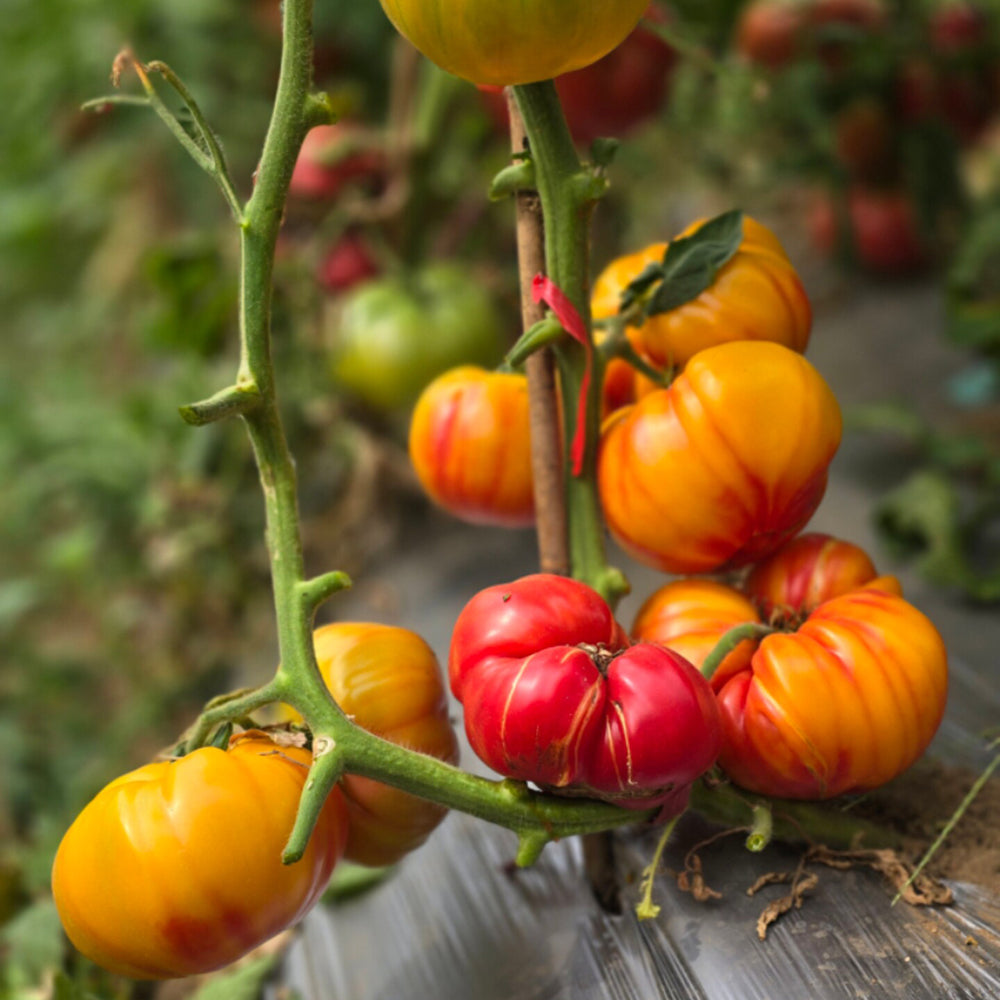 819 Yellow Marble Tomato