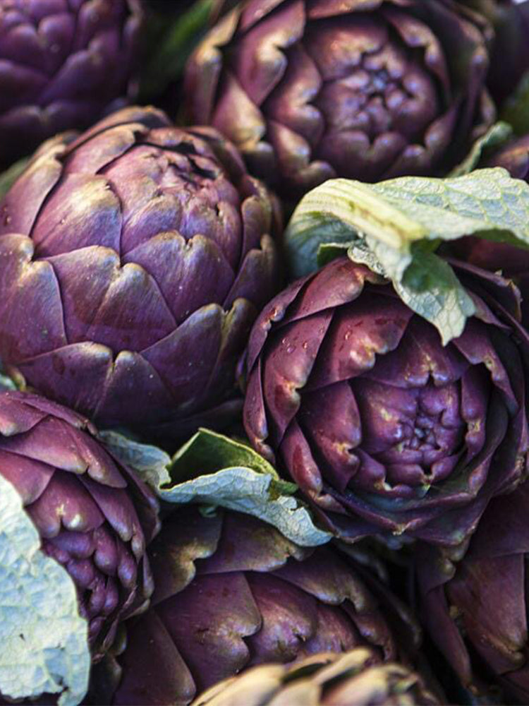 Purple Artichoke