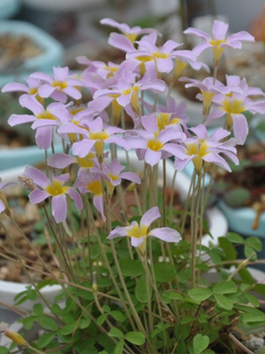 Oxalis obtusa Series Bulb - 'Pink Star'